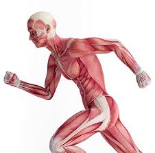 Anatomical illustration of human skeletal muscle system in a running pose, highlighting lean muscle mass for metabolic health.
