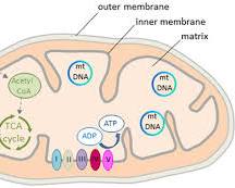 Diagram of mitochondria structure showing ATP energy production for improved mitochondrial health.